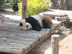 -大连森林动物园