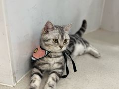 -共舞时光猫咖·狗咖(新街口店)