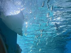 -海合安武汉极地海洋公园