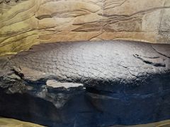-白鹤梁水下博物馆