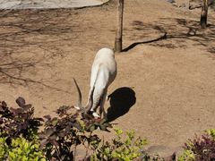 -石家庄市动物园