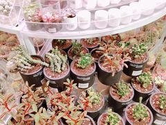 -KKV(深圳kk one 店)