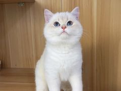 -喵zoo家庭繁育猫舍(尖东智能花园店)