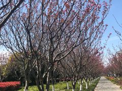 -高东镇樱花园