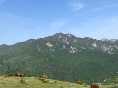 -晓峰手工擀面皮(新民街总店)
