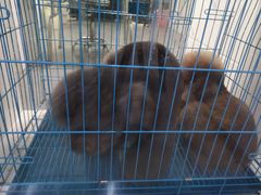 -萌兽医馆·宠物医院·猫骨科(创景店)