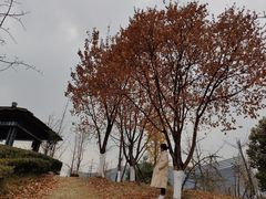 -桂溪生态公园