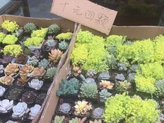 -龙大花卉苗木市场