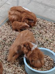 点击看大图 -酷嗒动物文化乐园(cutezoo西溪乐天城店)