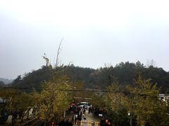 -千年银杏谷文化旅游区