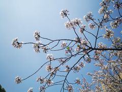 -高东镇樱花园