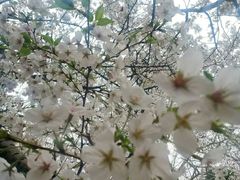 -武汉大学-樱园