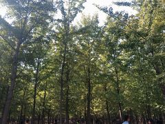 -汉景帝阳陵博物院