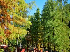景点-广州市石门国家森林公园