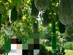 -东方巨龟苑景区