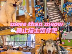 -more than meow吴止猫主题餐厅(承德 中船汇店)