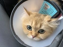 -艾贝尔宠物医院·24H转诊中心·肿瘤猫专科(江宁双龙店)