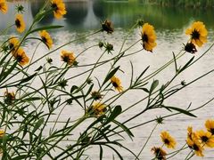 -贡湖湾湿地公园