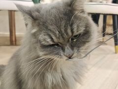 -安格丽娜·狗咖·猫咖羊驼咖(春熙路百盛商场店)
