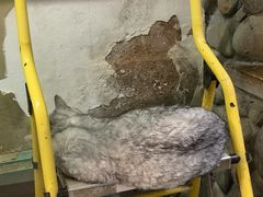 -猫咪博物馆(顶澳仔猫街店)