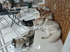-星多哈·狗咖·拼豆·咖啡