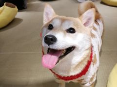 -逗柴咖啡屋·狗咖猫咖宠物桌游