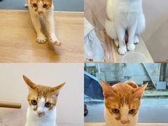 -猫咪派对(江南西店)