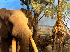 -陕西自然博物馆