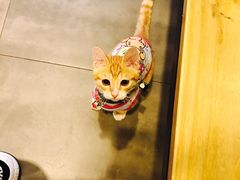 -PETKIT小佩宠物(古北店)