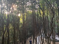 -火炉山森林公园