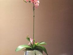 -天宇菲尔德·花园西餐厅·海鲜自助餐