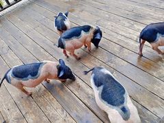 -北京鹿世界主题园