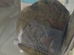 -天宠宠物医院24小时·急重症诊疗中心·全科·腔镜特色(和平分院)