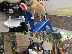 -柴犬高等学院·狗咖·柴犬售卖·宠物训练