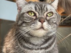 -豆逗聊愈猫阁Easy Life