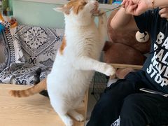 -平行世界·猫咖(首经贸店)