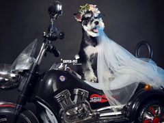 -超宠爱宠物摄影-Super pet