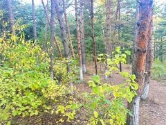 -帽儿山国家森林公园