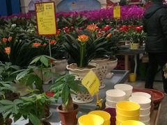 -荷兰花海