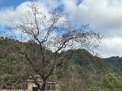 -福建土楼(南靖)景区