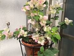 -双季花艺园艺市场(浦东店)