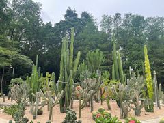 -深圳仙湖植物园