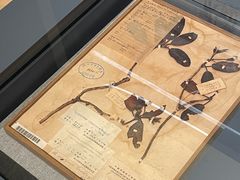 -四川大学博物馆