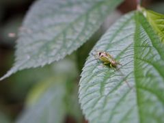 -华蓥山天意谷景区