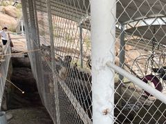 -西霞口神雕山野生动物世界