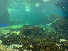 -悉尼海洋生物水族馆