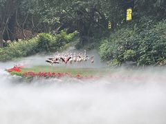 -广州长隆飞鸟乐园