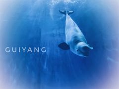 -多彩贵州城极地海洋世界