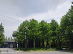 -黄海国家森林公园