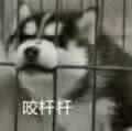 -凡碧诗毛孔收细